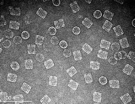 TEM of hemocyanin structure | Download Scientific Diagram