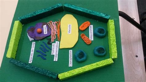 Maqueta Célula Vegetal Cells Project Plant Cell Science And Nature