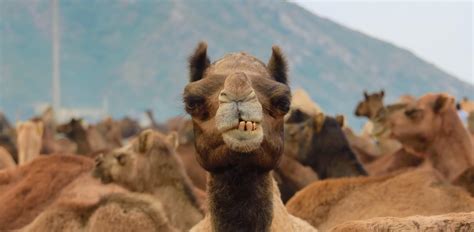 Create Meme Bactrian Camel Camel One Humped Camel Pictures Meme