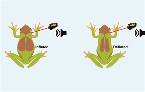 Criquet grenouille mouche Et si les animaux nous aidaient à soigner