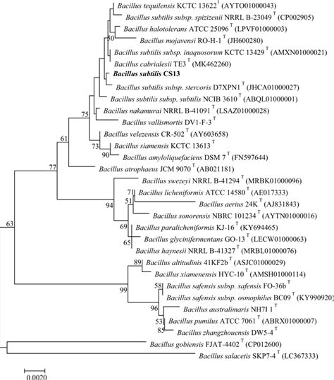 Phylogenetic Relationship Of Bacillus Subtilis Cs13 And Other Bacillus