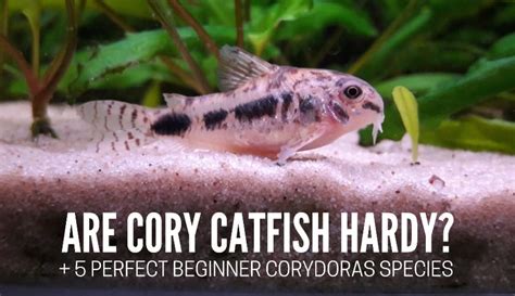 7 Small Dwarf Cory Catfish Species For In Your Aquarium Keeping Catfish