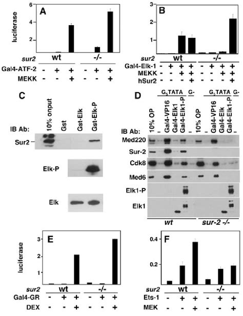 Defective Elk Activation In Response To Mapk Signaling In Sur