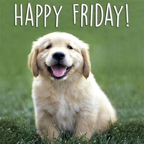 Happy Friday Everyone Cute Puppies Dogs And Puppies Cute Dogs