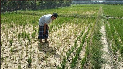 60 Hektar Sawah Kekeringan Petani Di Desa Bunga Bunga Polman Terancam