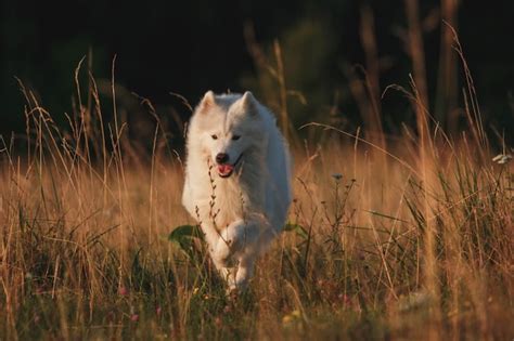 Premium Photo A White Dog Runs Through A Field With Tall Grass