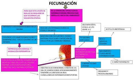 Realizar Un Mapa Conceptual Fecundacion Interna Brainly Lat