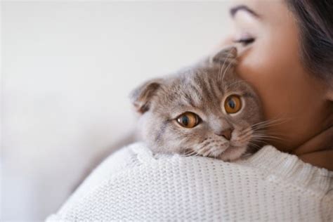 猫が飼い主についてくるのはなぜ？追いかける心理や鳴く理由を解説！