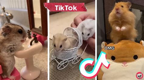 🐹 Funniest Tiktok Hamsters In The World 🐹 Cutest Hamsters On Tik Tok