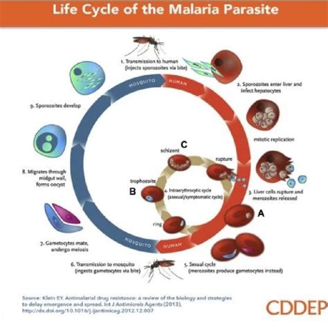 1 Life Cycle Of Malarial Parasite Plasmodium Falciparum Klein 2013 Download Scientific