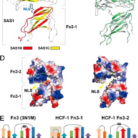 Nuclear Localization Potential Of The Nls Nuclear Localization Of Download Scientific Diagram