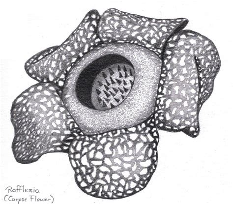 17 Rafflesia Drawing Ceildihneha