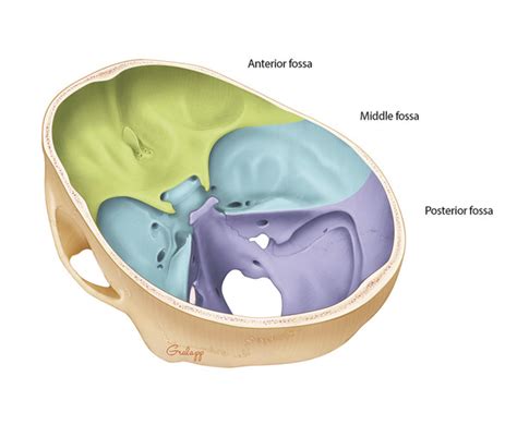 Surgical Anatomy of the Ear | Ento Key