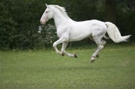 14 Czech Republic's Kladruber Horse ideas | breeds, lipizzan, horse breeds