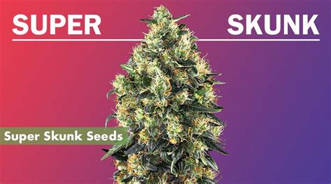 Where to Buy the Best Super Skunk Seeds Online - 10Buds