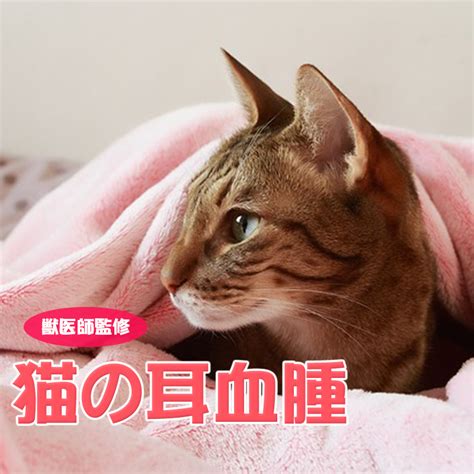 【獣医師監修】猫が発症する耳血腫ってどんな病気？治療法や予防法が知りたい！