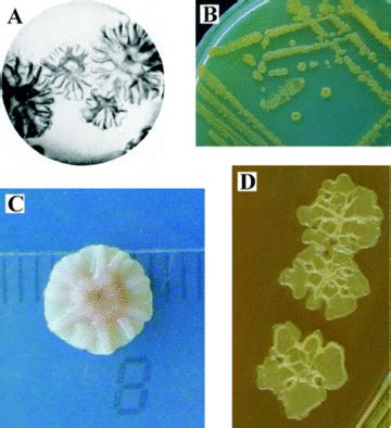 Pseudomonas stutzeri - Alchetron, The Free Social Encyclopedia