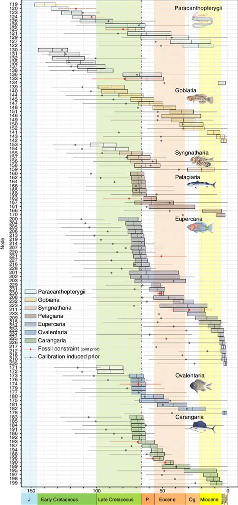 Divergence Times Of The Acanthomorph Radiation Divergence Time