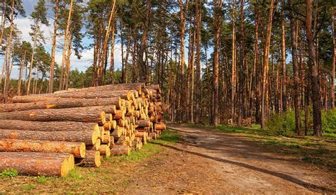 The Top 16 Biodegradable Building Materials