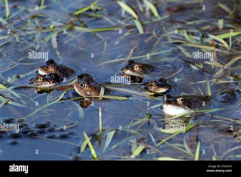 Common Frogs Rana Temporaria In Breeding Pond Sarratt