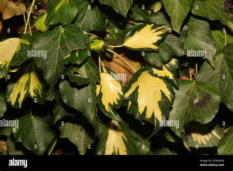 Persian Ivy Hedera Colchica Stock Photo Alamy
