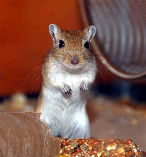 Download Alert Gerbil Standing Wallpaper | Wallpapers.com