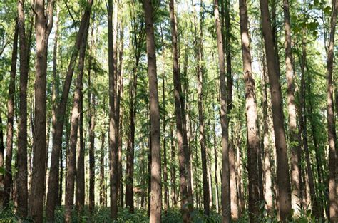 Background Foto Cahaya Matahari Hutan Menembus Latar Belakang Hutan