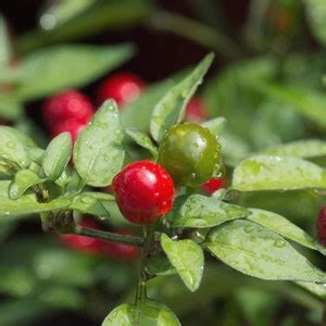 Chiltepin Mexico Pepper Seed 10 Seeds - Etsy