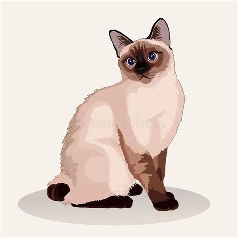 A Siamese Cat With Blue Eyes Sits On The Floor And Looks At The Camera