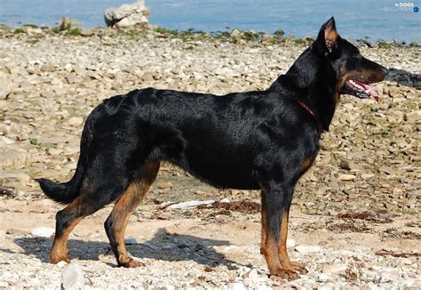 Stones Shepherd French Beauceron Dogs Wallpapers 1826x1256