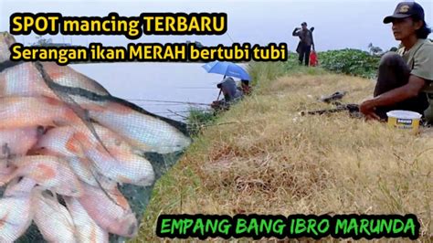 Buka Perdana Empang Ibro Marunda Spot Mancing Terbaru Youtube