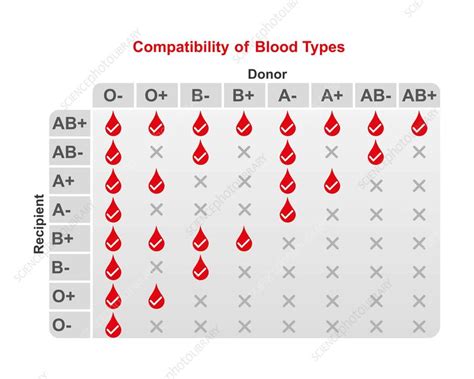 ABO blood type compatibility, illustration - Stock Image - F041/9777 - Science Photo Library