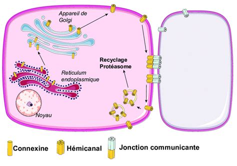 Repr Sentation Sch Matique Et Simplifi E Du Cycle De Vie Des Cxs Une