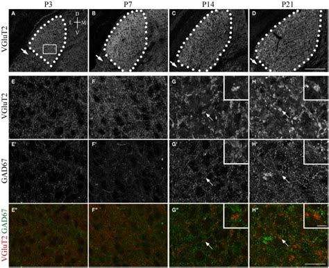 Synaptic Development In Mouse Dlgn Ad Vglut2 Immunoreactivity In