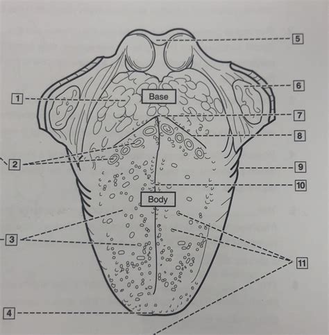 Tongue Surface Diagram | Quizlet