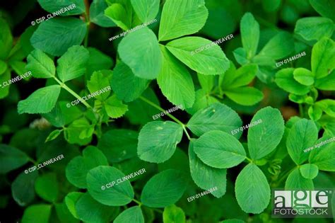 Alfalfa Plant Leaves