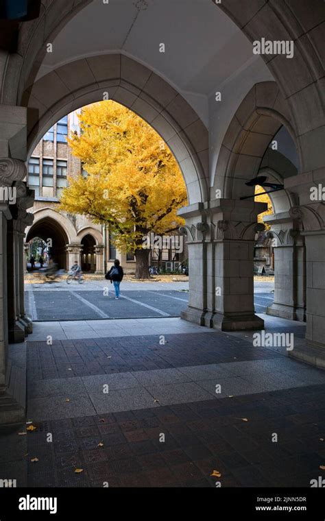 Ginko tree autumn through building arches Tokyo University Tokyo Japan ...