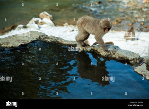 Jigokudani Monkey Park Stock Photo - Alamy