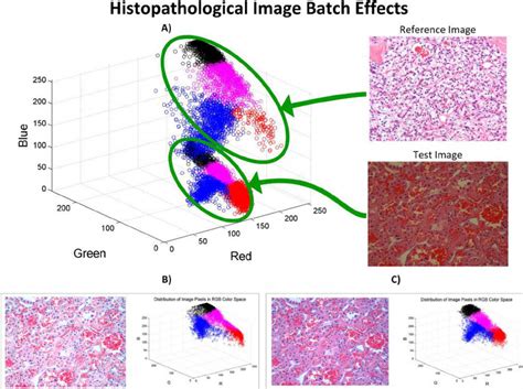 Batch effects in histopathological image data can affect the accuracy ...