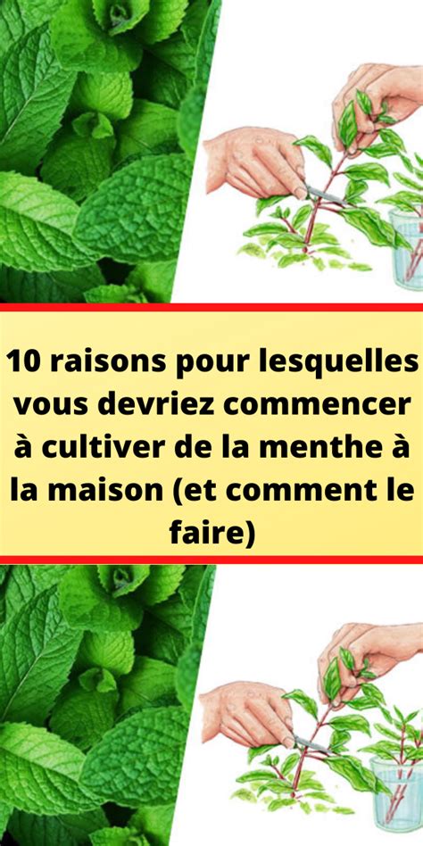 Comment Faire Un Engrais Naturels Pour Fertiliser Vos Plantes Artofit