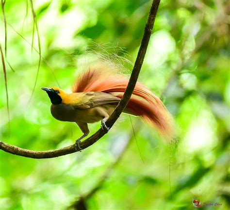 Goldie Bird Of Paradise Normandy Papua New Guinea Flickr