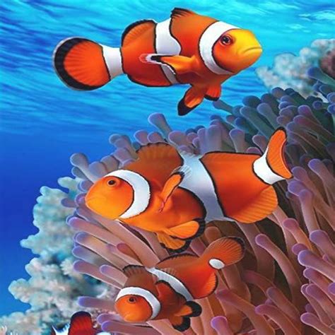 Sea Life Wallpapers - Apps on Google Play