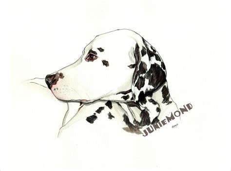 Dalmatiner Dalmatiner Hund Zeichnungen Hunde Von Juniemond Kunstnet