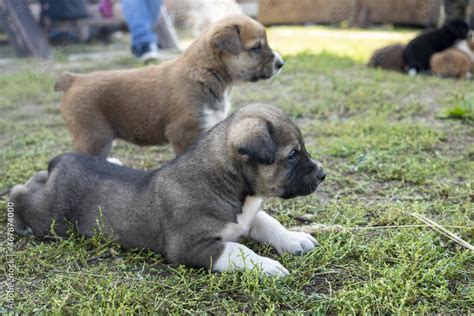 cute little young puppies of Alabai breed in farm yard. dog breeder. Petting zoo. sad, lonely ...