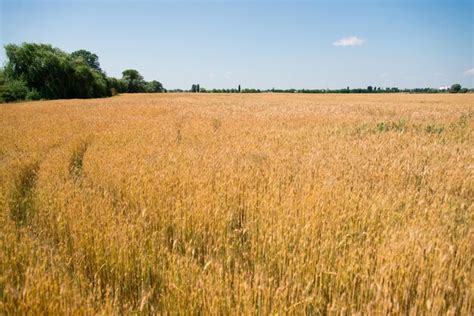 Premium Photo Background Of The Ripening Of The Ears Of A Wheat Field