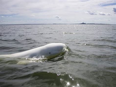 Suspected Russian Spy Beluga Whale Reappears Off Swedens Coast