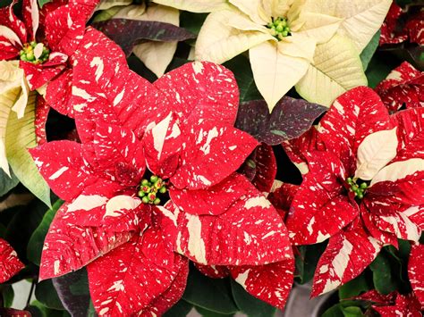 How To Grow And Care For A Poinsettia Plant