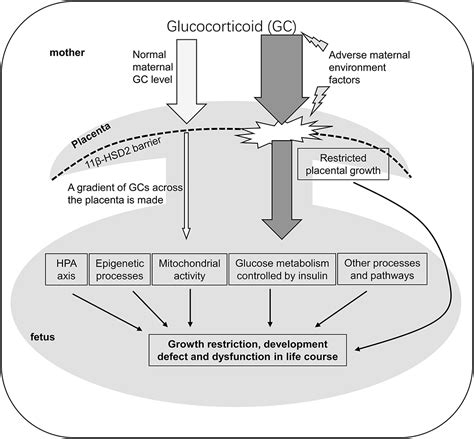 Frontiers Life Course Impact Of Glucocorticoids During Pregnancy On Muscle Development And