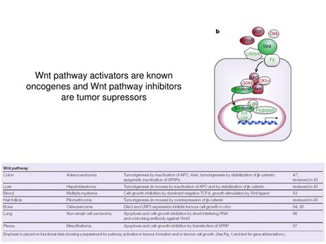 Ppt Wnt Signaling In Development And Disease Powerpoint Presentation