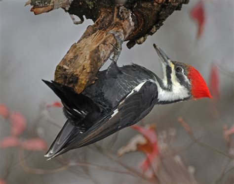 Pileated Woodpecker | Audubon Field Guide